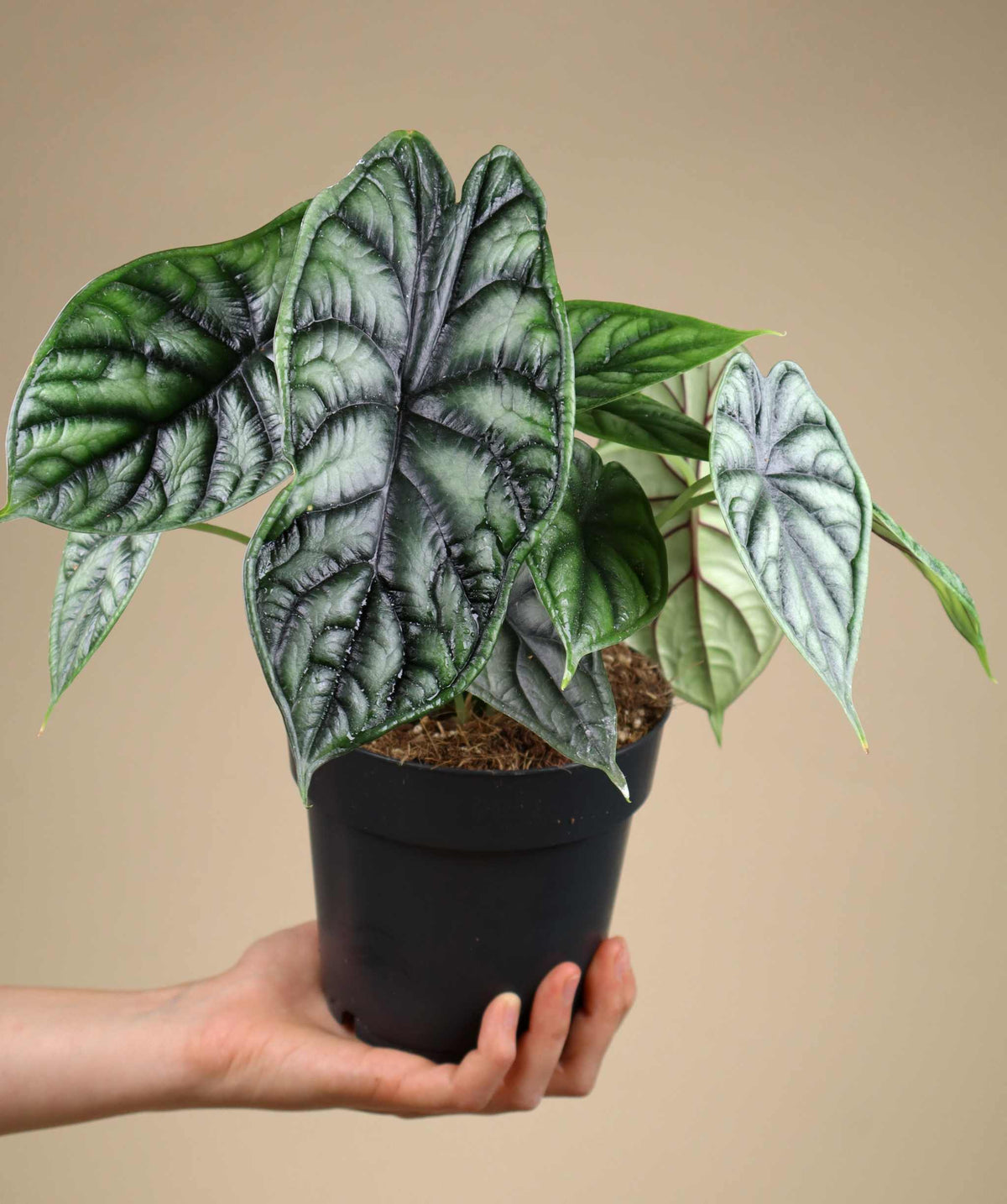 Alocasia baginda 'Dragon Scale'