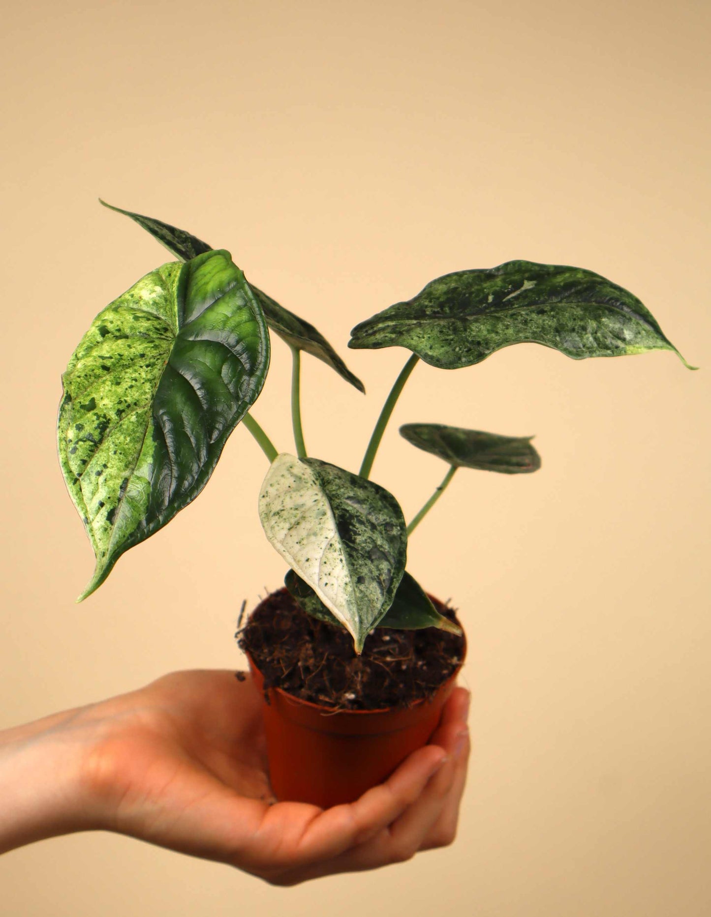 Alocasia Dragon Scale Mint Variegata