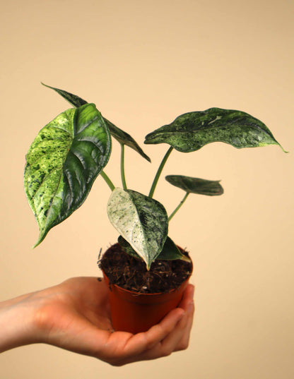 Alocasia Dragon Scale Mint Variegata