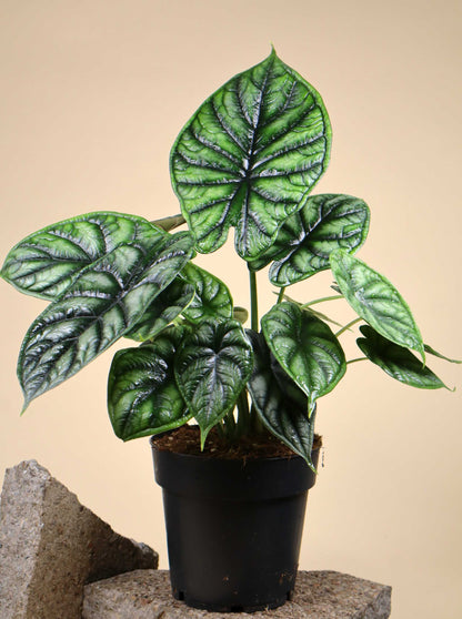 Alocasia baginda 'Dragon Scale'
