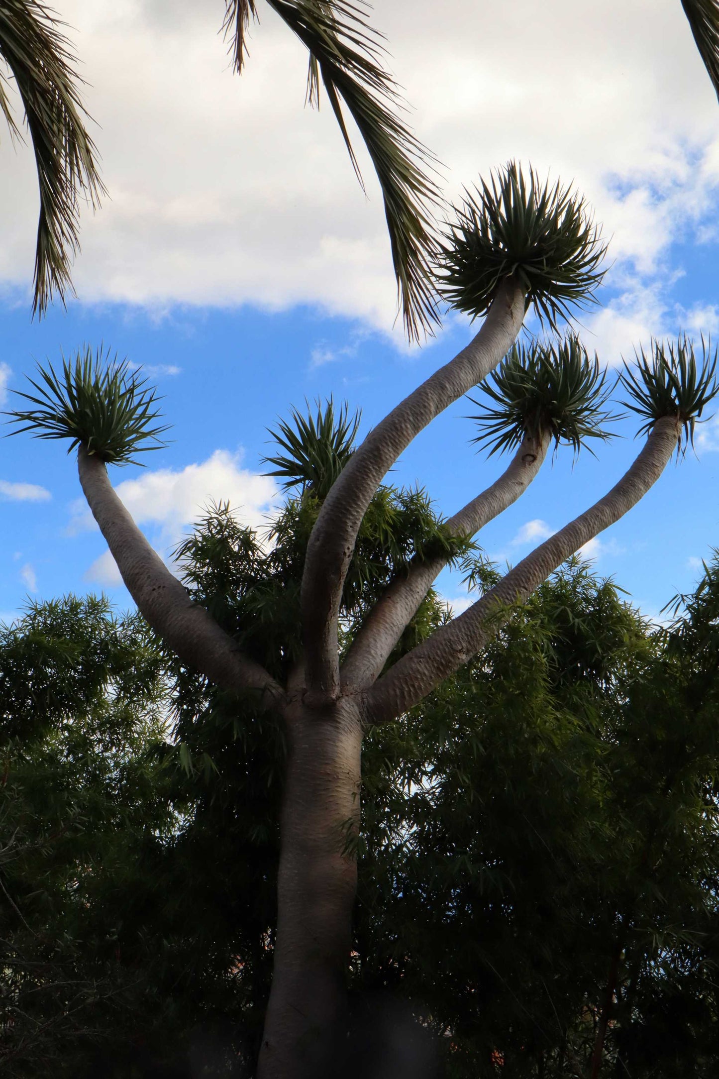 Drakblodsträd | Dracena draco ssp. draco