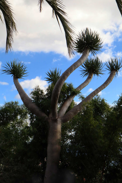 Drakblodsträd | Dracena draco ssp. draco