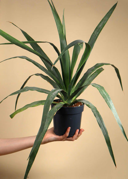 Drakblodsträd | Dracena draco ssp. draco