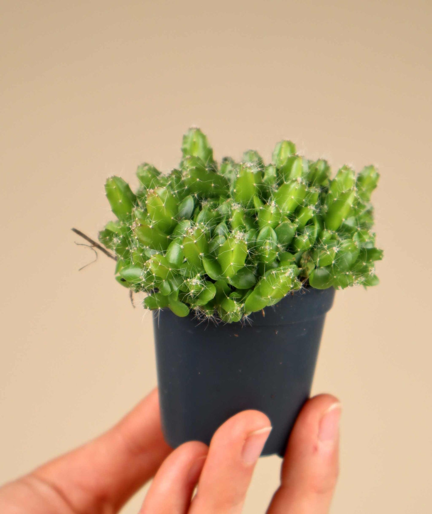 Drakfrukt (Pitahaya) Selenicereus undatus