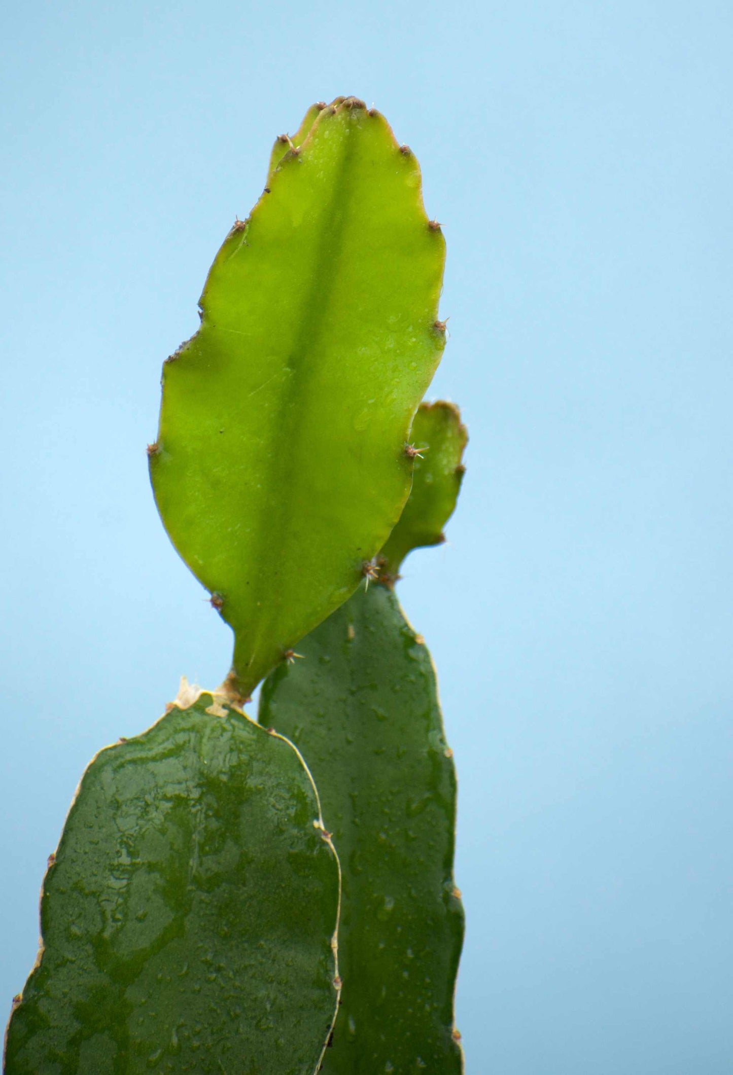 Drakfrukt (Pitahaya) Selenicereus undatus