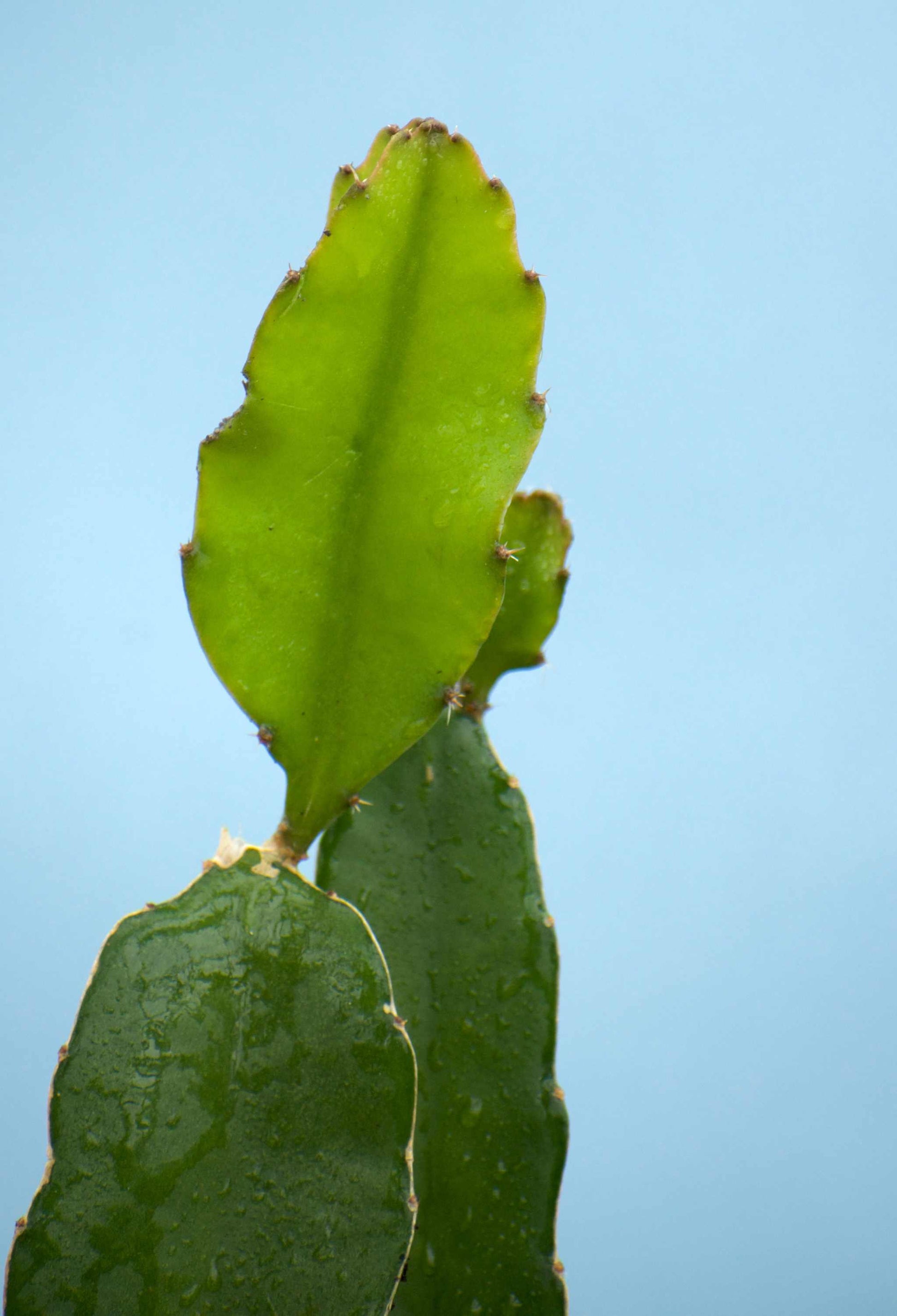 Drakfrukt (Pitahaya) Selenicereus undatus