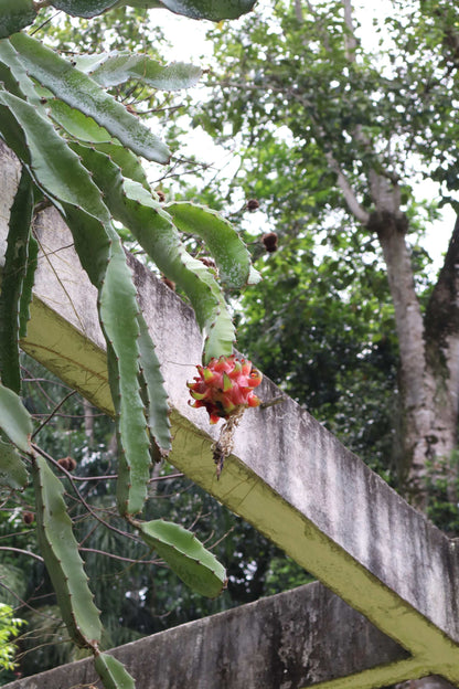 Dragonfruit, 'Pitahaya' Selenicereus undatus