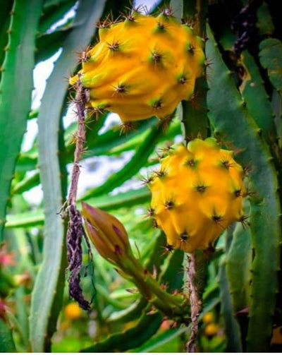Gul Drakfrukt | Pitaya