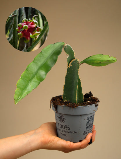 Drakfrukt (Pitahaya) Selenicereus undatus