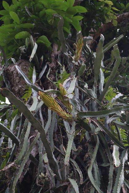 Dragonfruit, 'Pitahaya' Selenicereus undatus
