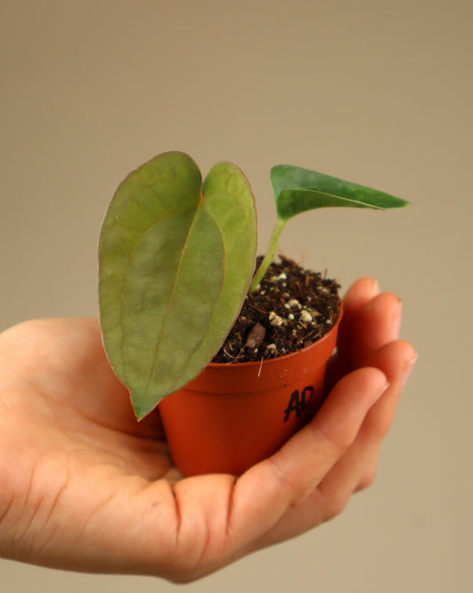 Anthurium dressleri