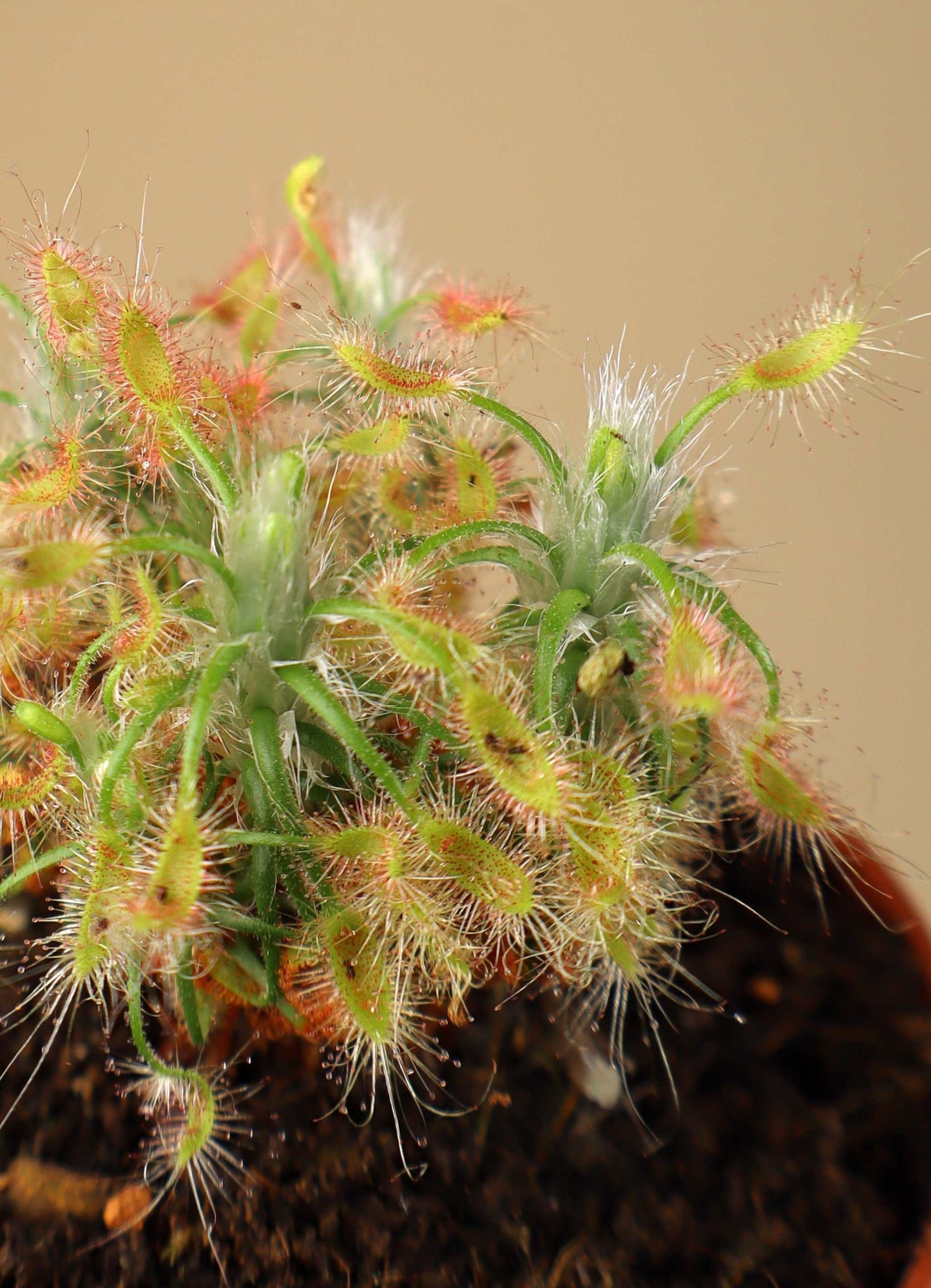 Drosera scorpioides