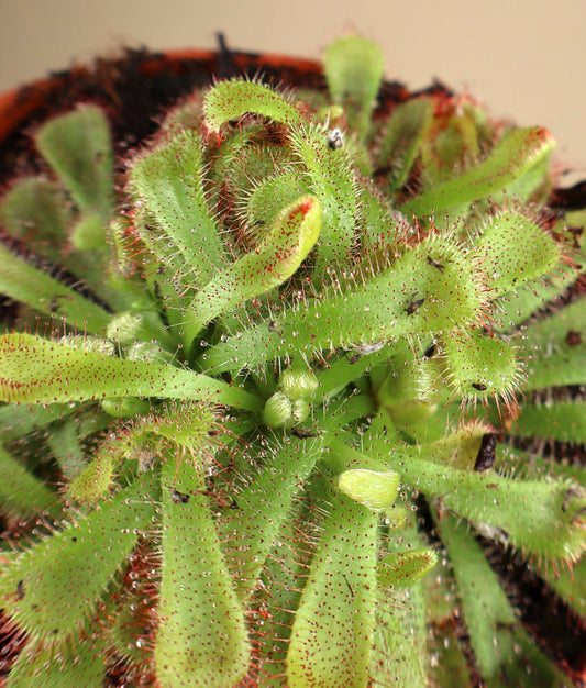 Drosera aliciae