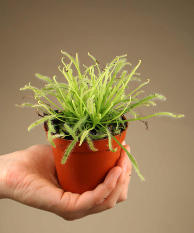 Drosera capensis 'Alba'