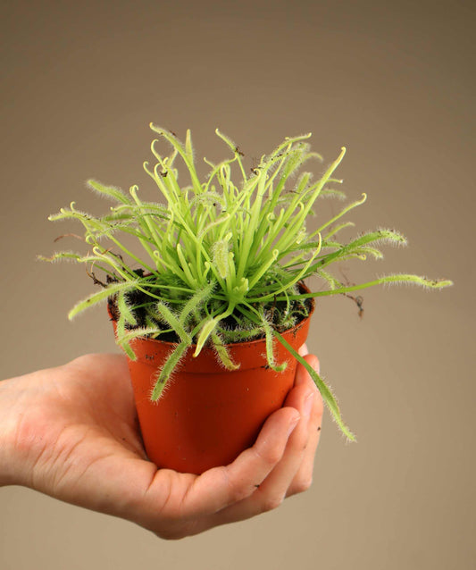 Drosera capensis 'Alba'