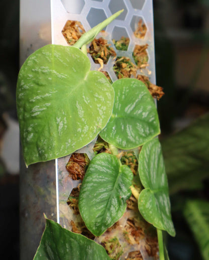 Mosspåle genomskinlig - Matt