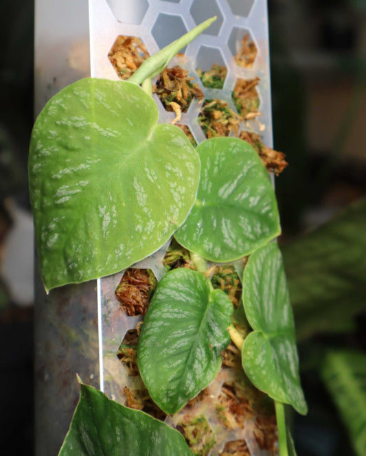 Mosspåle genomskinlig - Matt