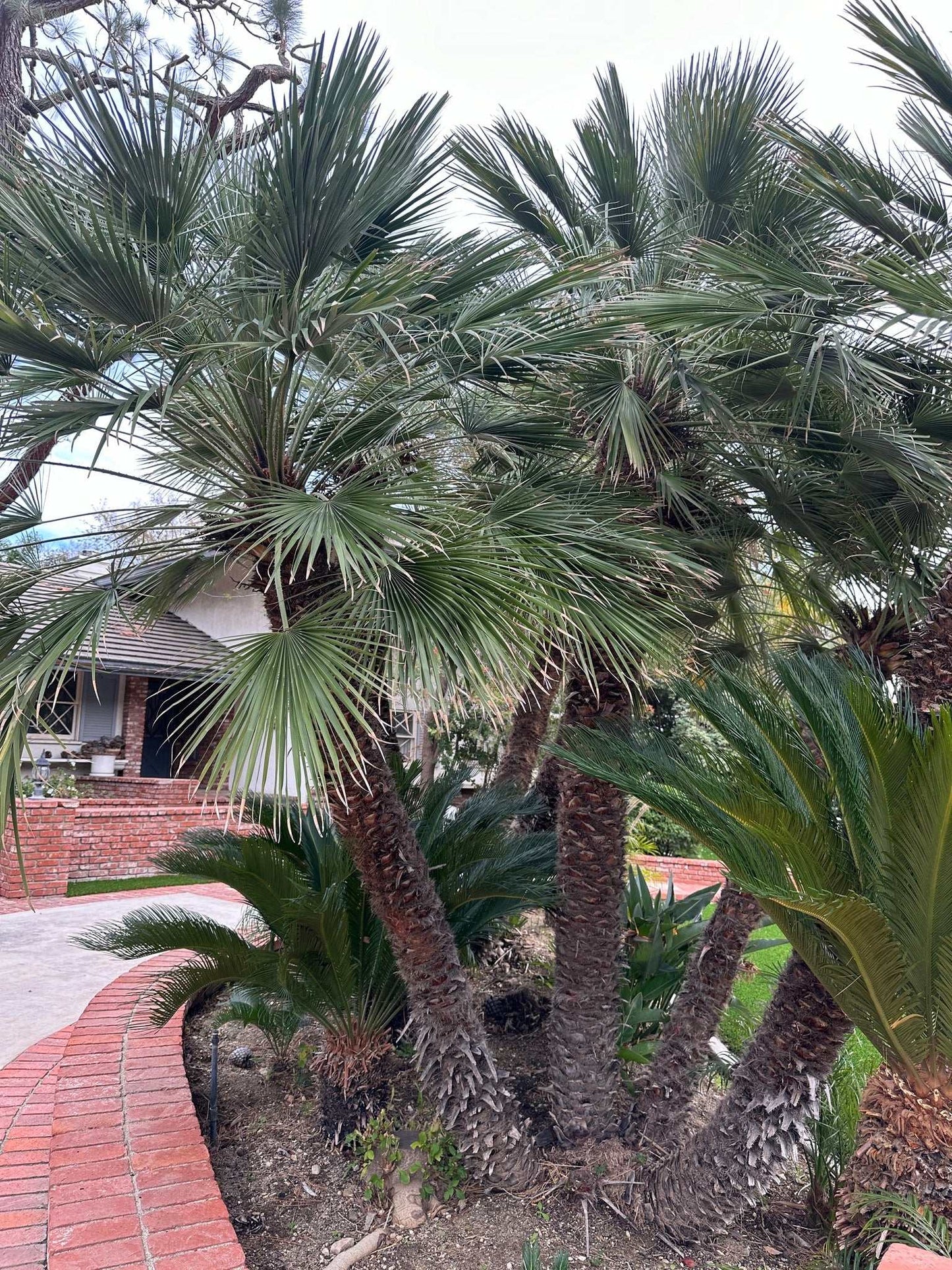 Hardy Dwarf Palm | Chamaerops humilis