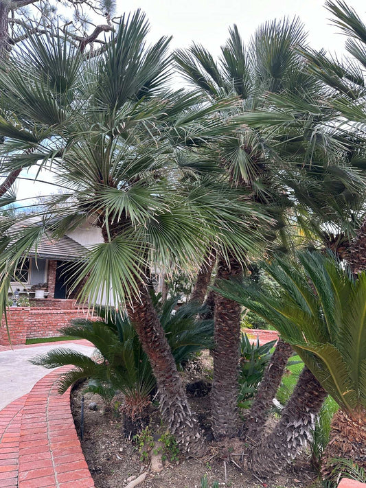Köldtålig Dvärgpalm | Chamaerops humilis