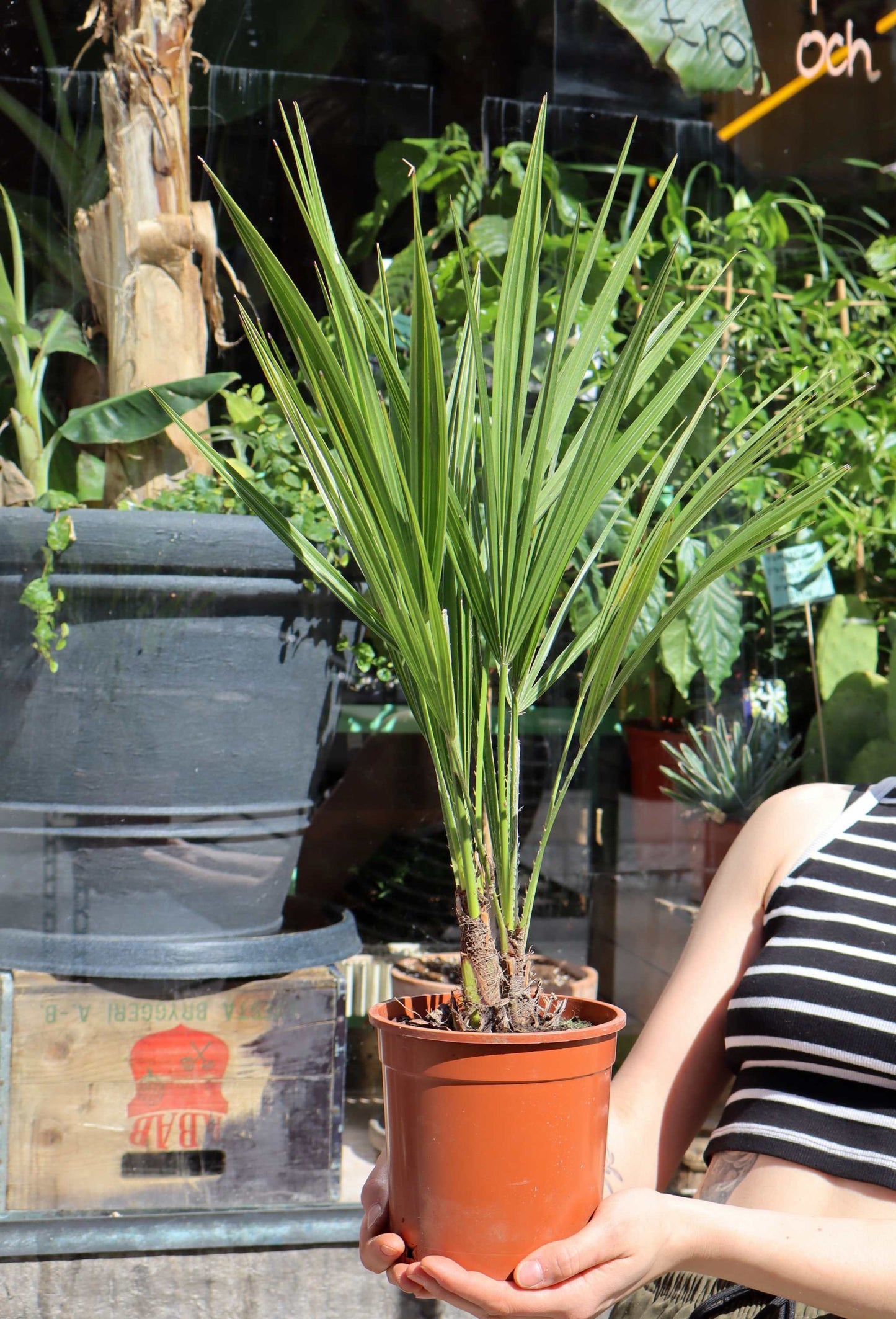 Hardy Dwarf Palm | Chamaerops humilis