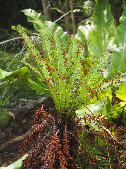 Blechnum Gibbum 'Silver Lady' treefern