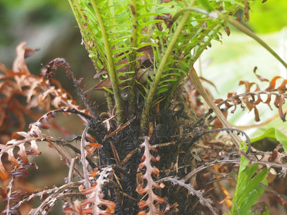 Blechnum Gibbum 'Silver Lady' treefern