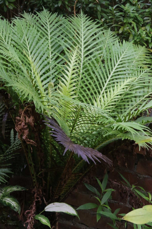 Blechnum gibbum - Dvärgträdormbunke