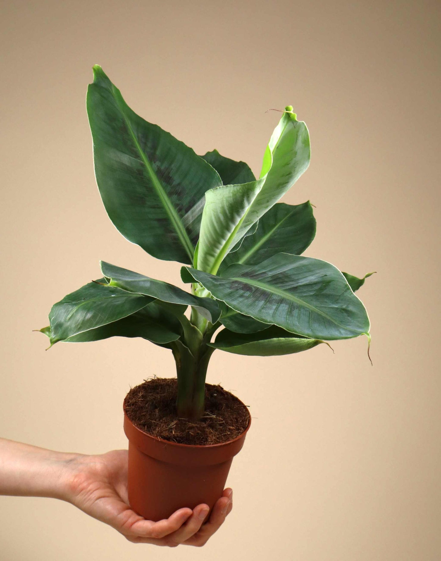 Bananenpflanze 'Musa Dwarf Cavendish' essbar