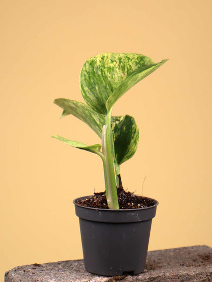 Epipremnum aureum 'Marble Queen'
