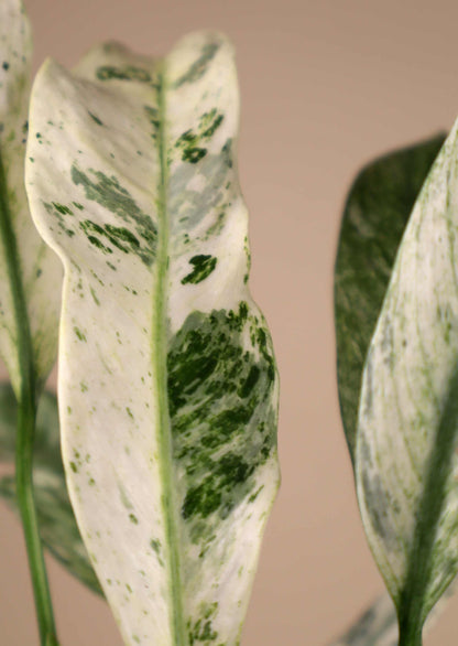Epipremnum giganteum 'Marble Variegata' - Förbeställning