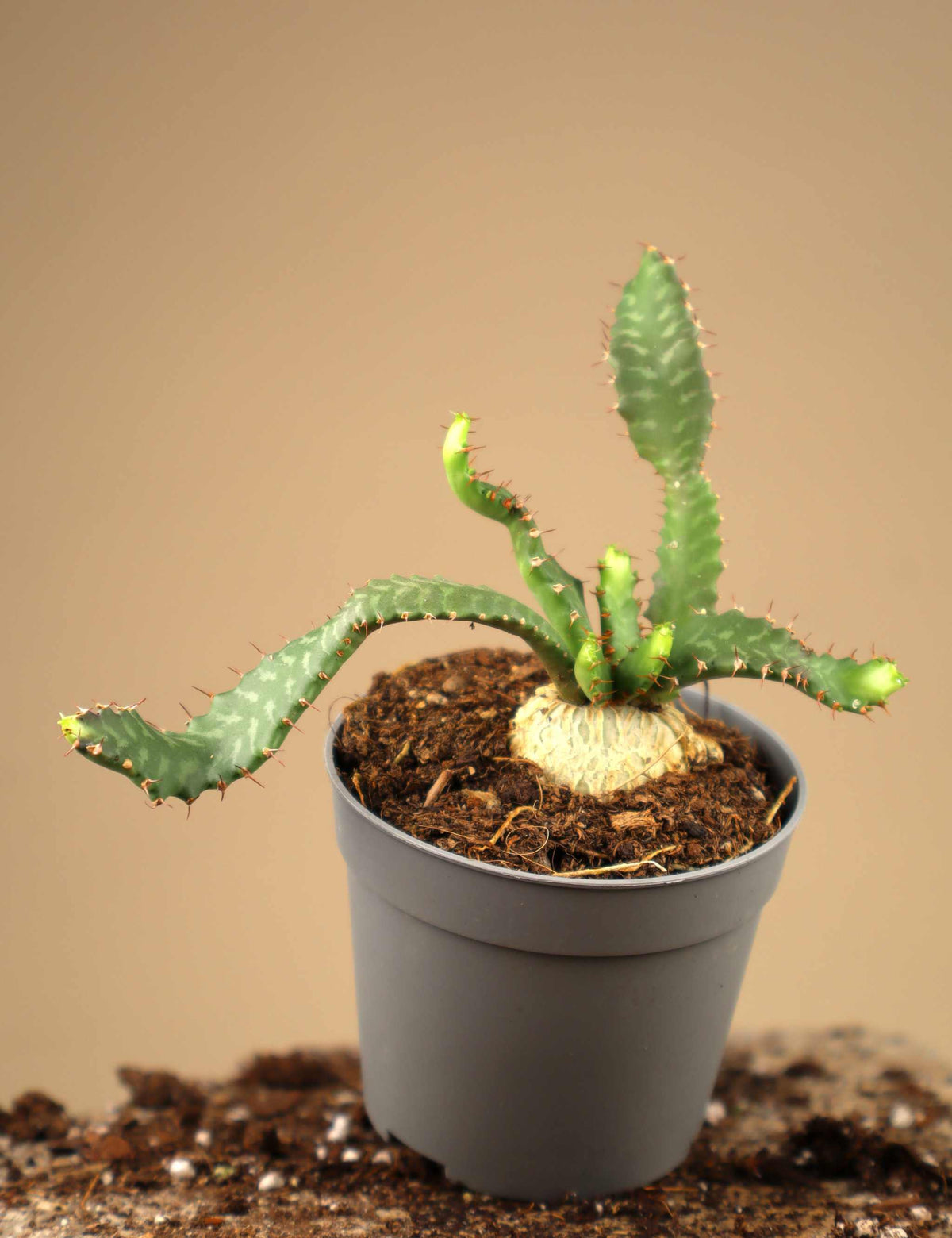 Euphorbia stellata