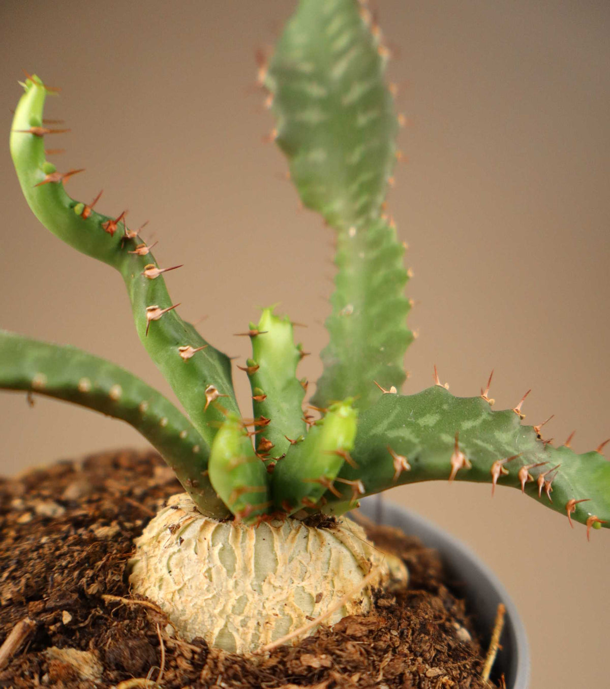 Euphorbia stellata