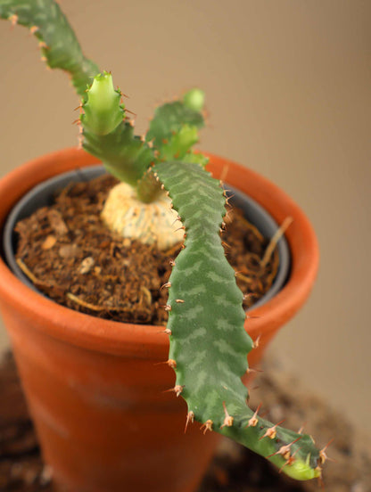 Euphorbia stellata