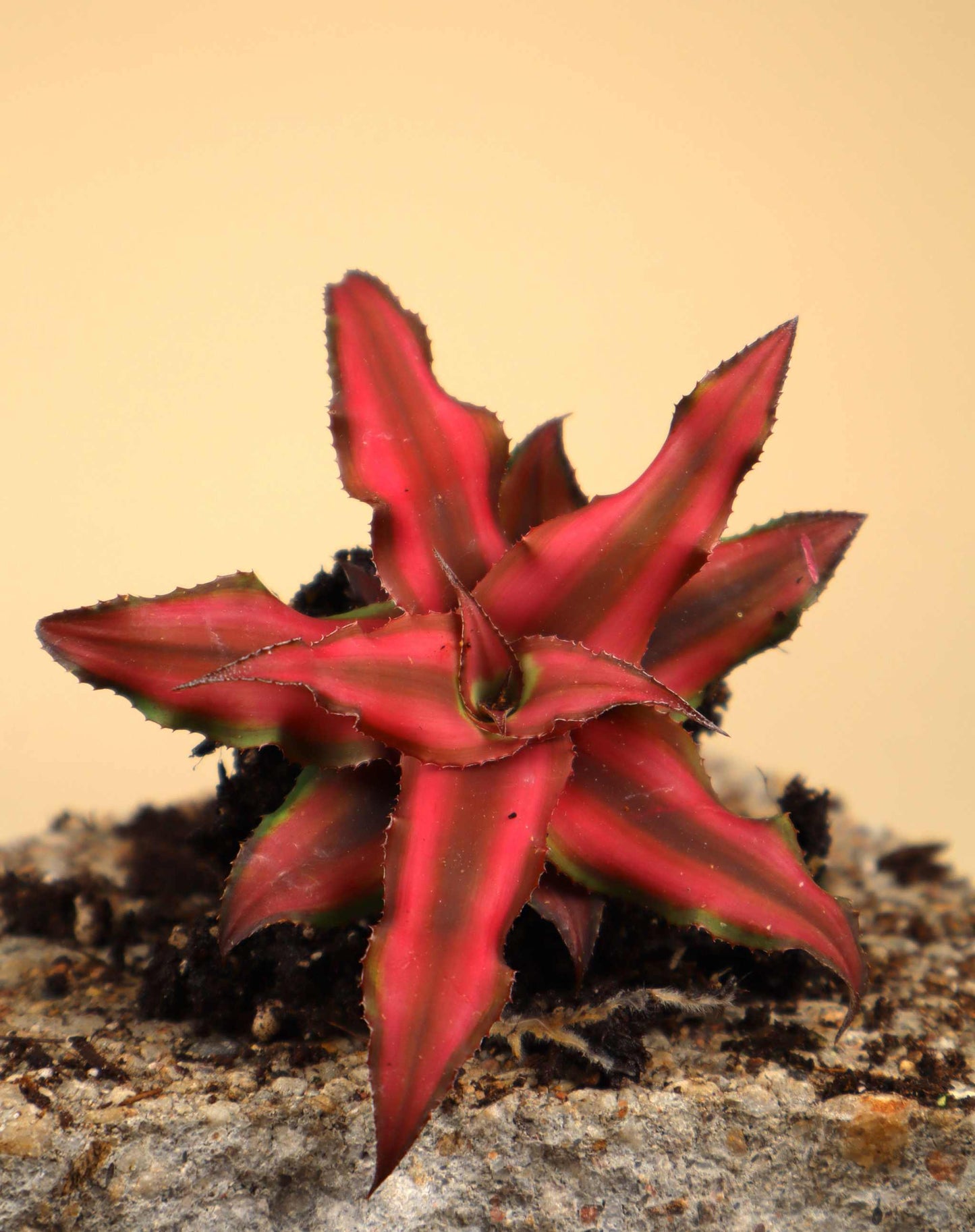 Cryptanthus bivittatus 'Red Star'