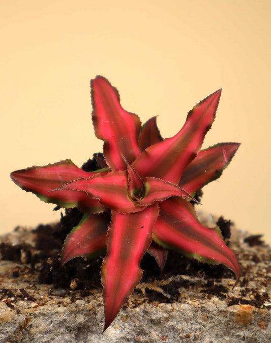 Cryptanthus bivittatus 'Red star'