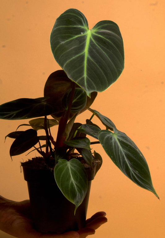 Philodendron rubrijuvenile 'El Choco Red'