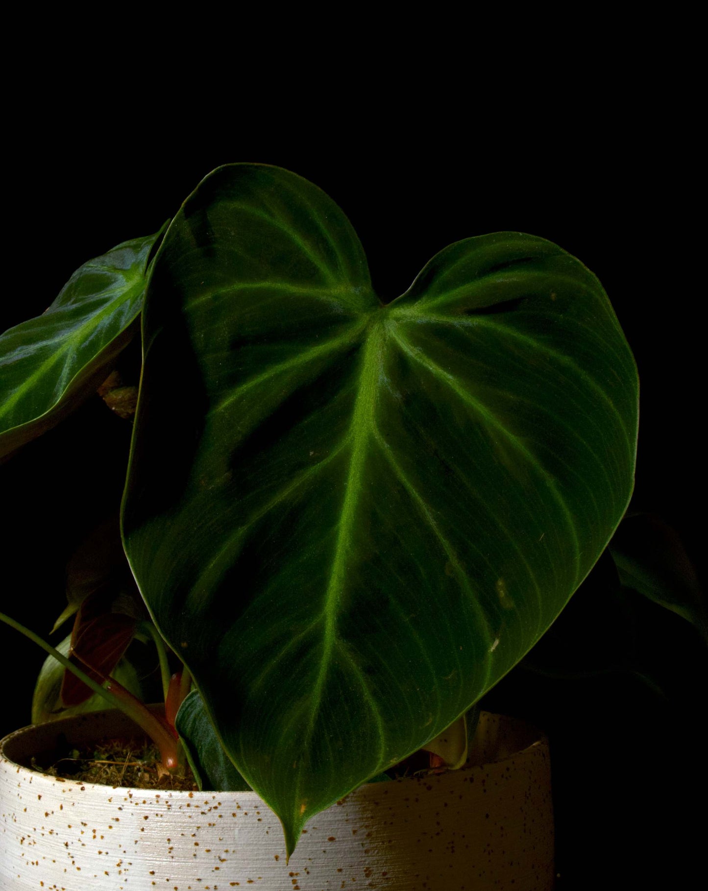 Philodendron rubrijuvenile 'El Choco Red'