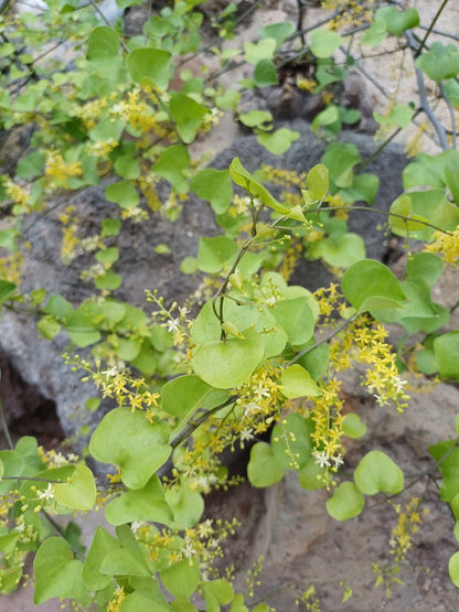 Dioscorea elephantipes