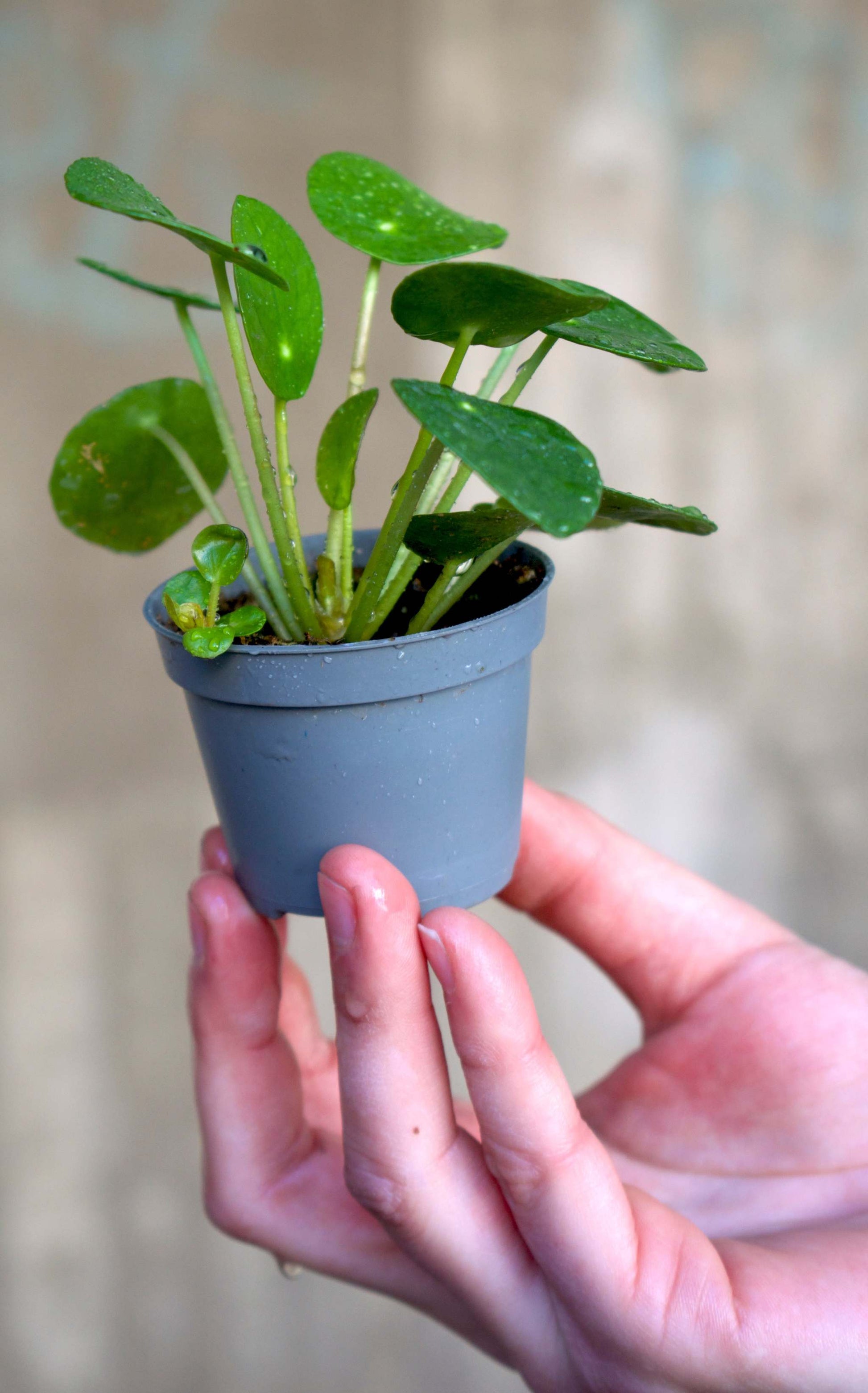 Pilea peperomioides 'elefantöra'