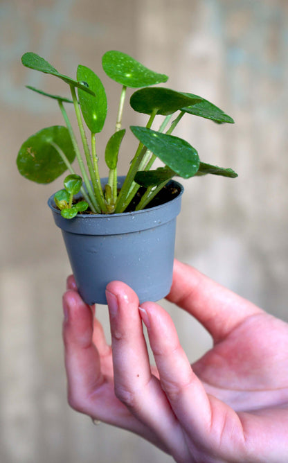 Pilea peperomioides 'elefantöra'