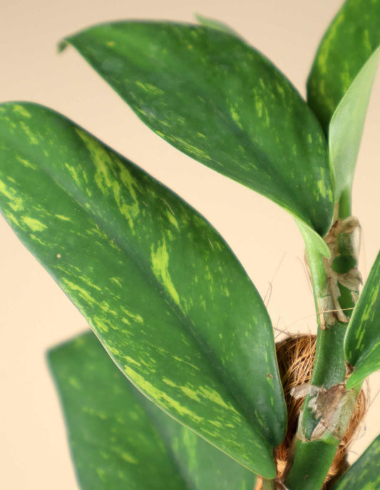 Rhaphidophora elliptica variegata (aurea)