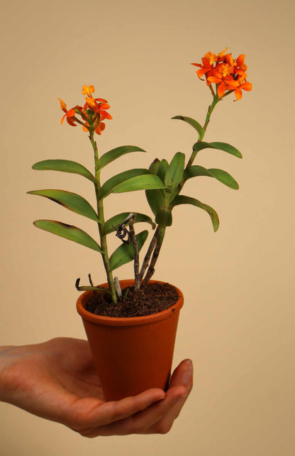 Epidendrum 'Ballerina'