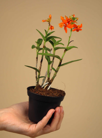 Epidendrum 'Ballerina'