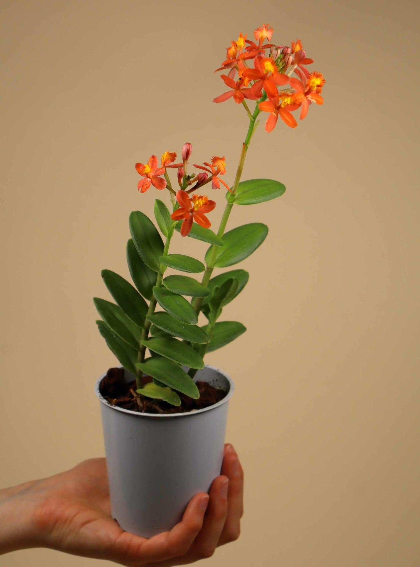 Epidendrum 'Ballerina'
