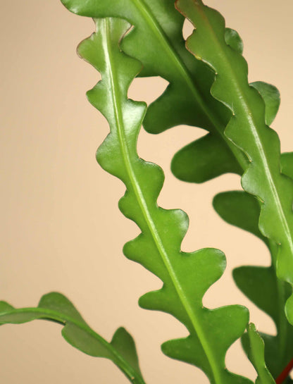 Epiphyllum anguliger | Flikig bladkaktus