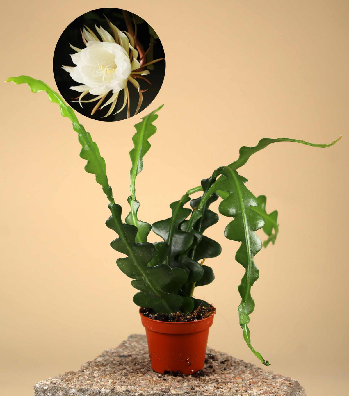 Epiphyllum anguliger | Fishbone Cactus