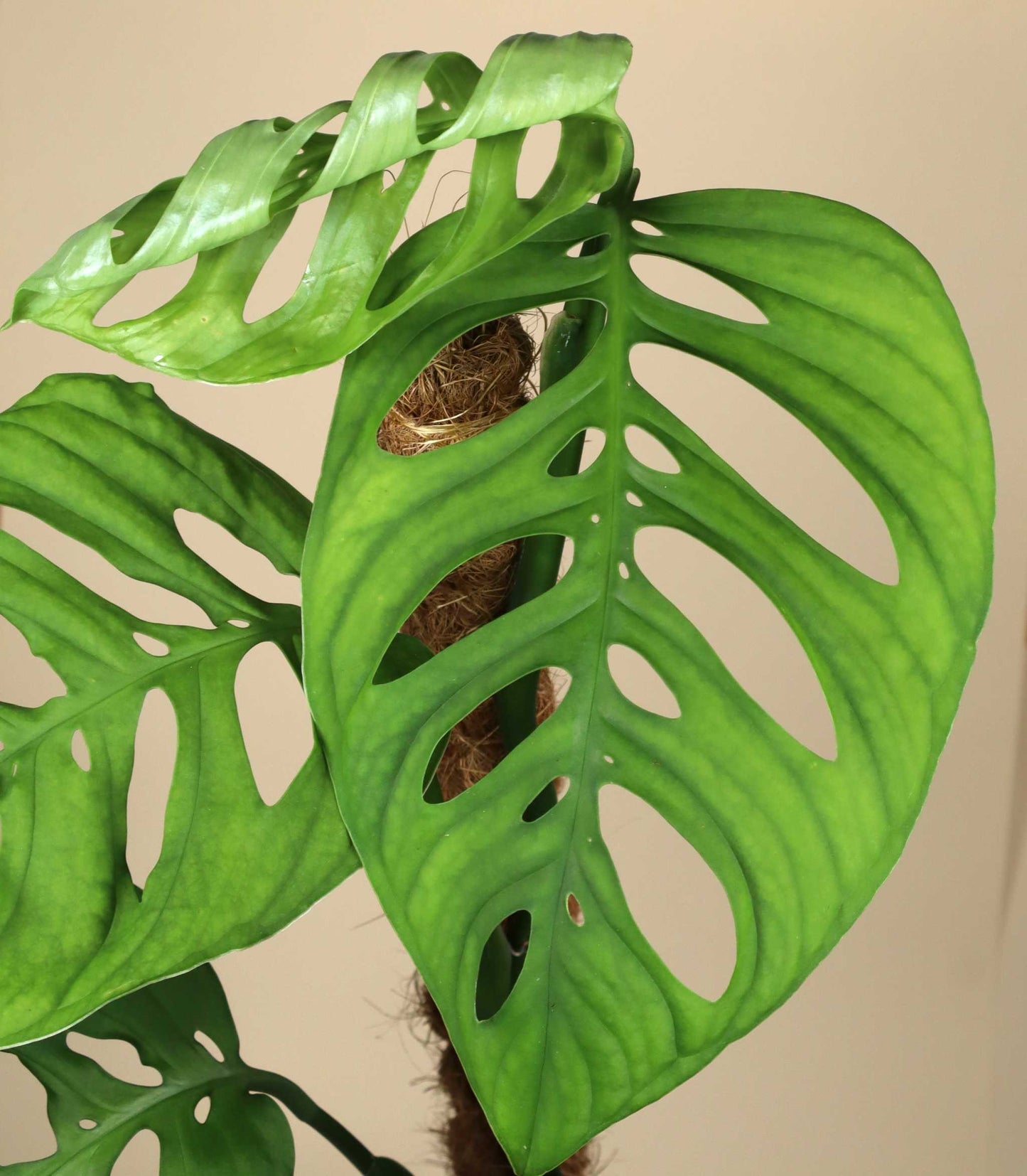 Monstera sp. 'Esqueleto' (epipremnoides)