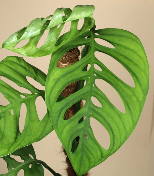 Monstera sp. 'Esqueleto' (epipremnoides)