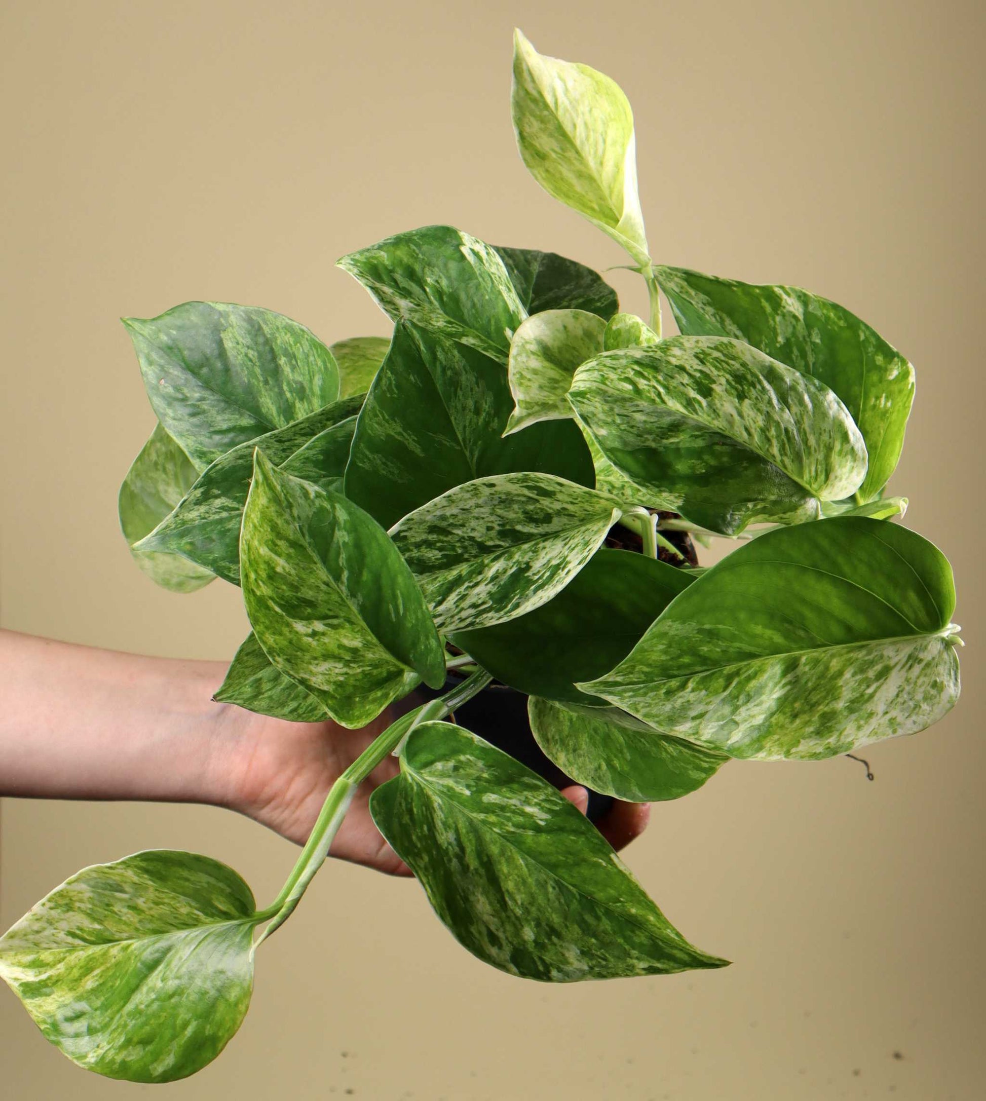 Epipremnum aureum 'Marble Queen'f