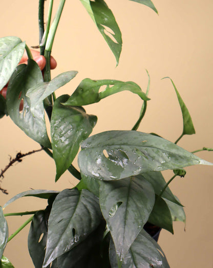 Epipremnum pinnatum 'cebu blue'